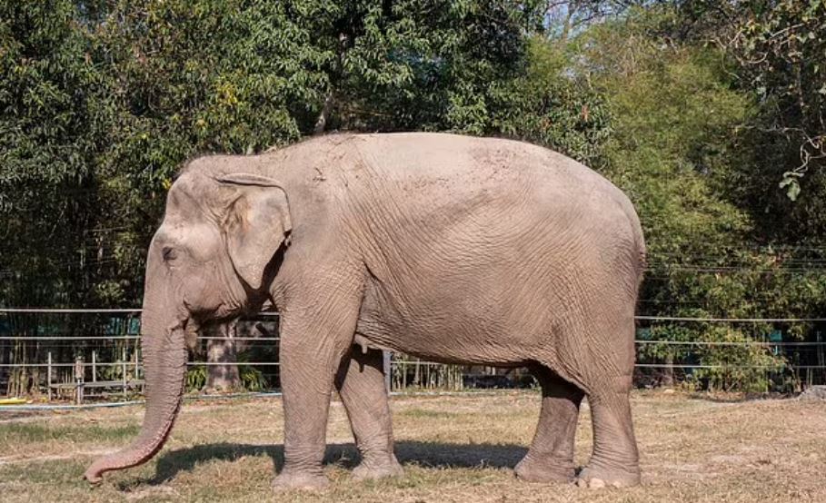 انثي فيل بعد 25 عام من حمل السياح