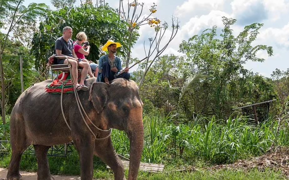 رحلات حمل الفيلة للسياح