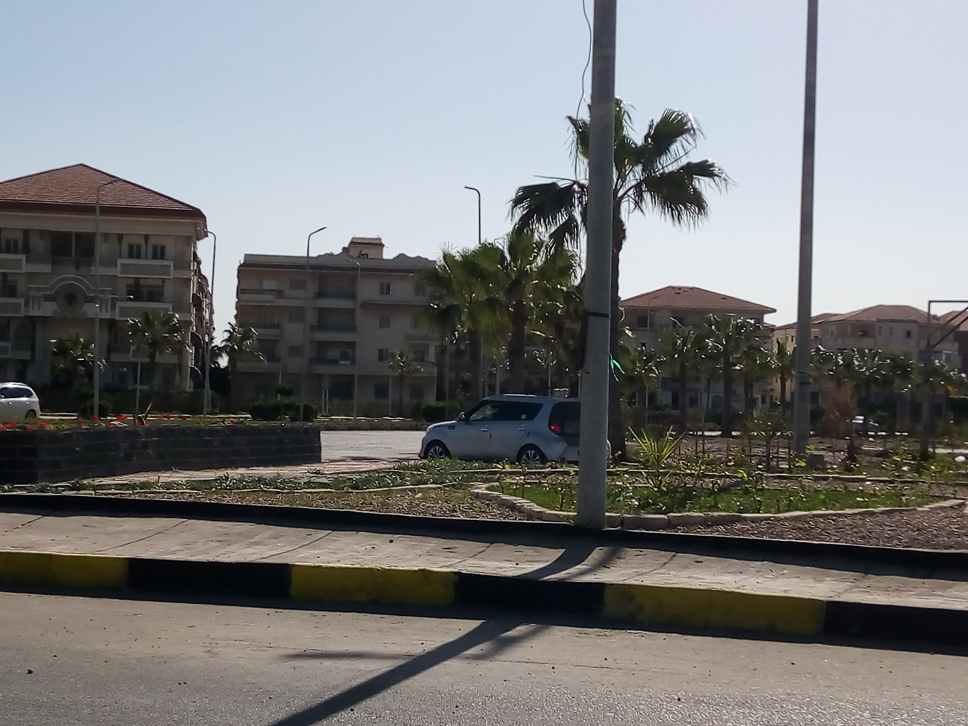 اشجار النخيل بالشارع