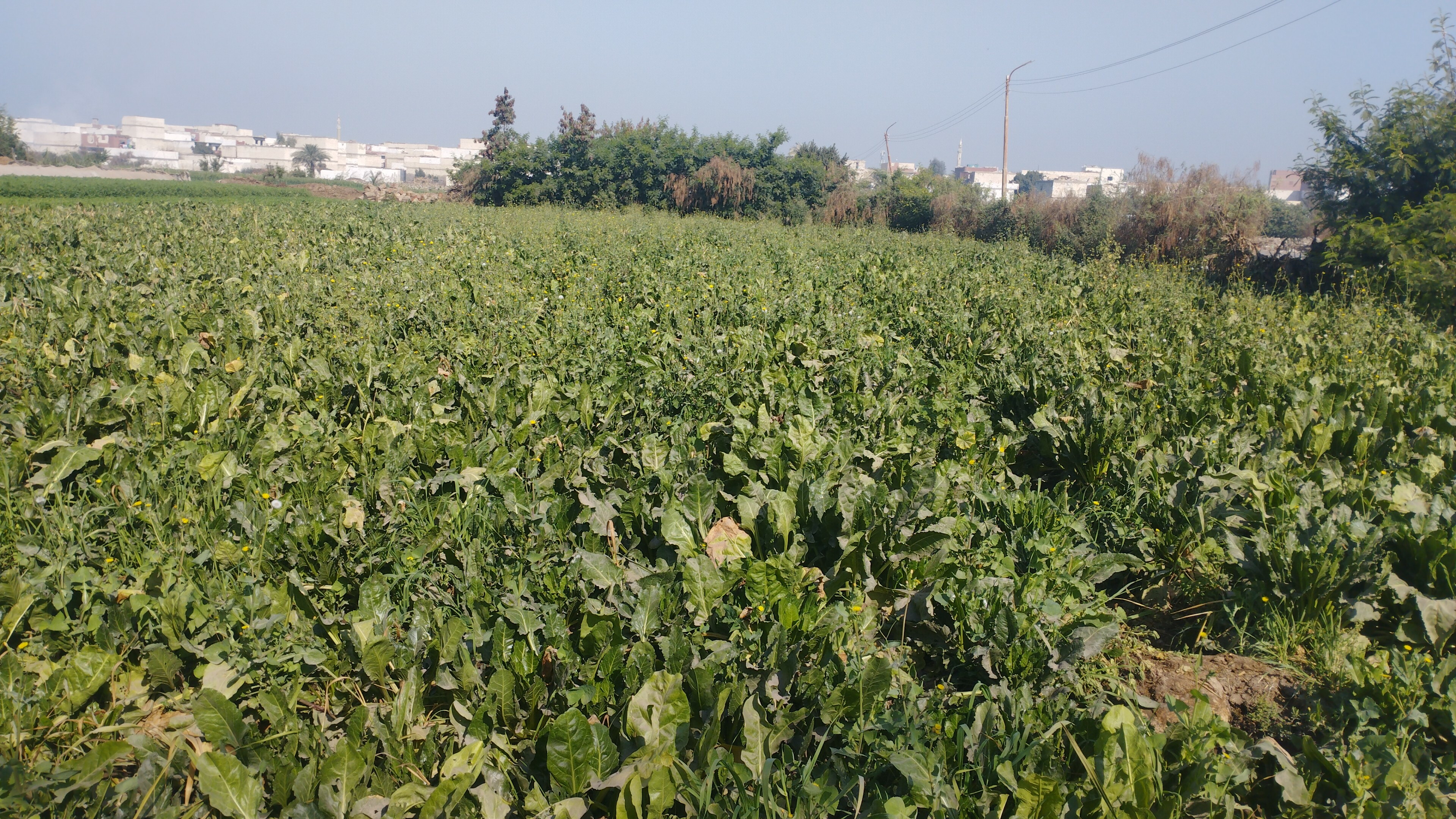 IMG_٢٠٢٣٠٣١١_٠٩١٨١٠_1