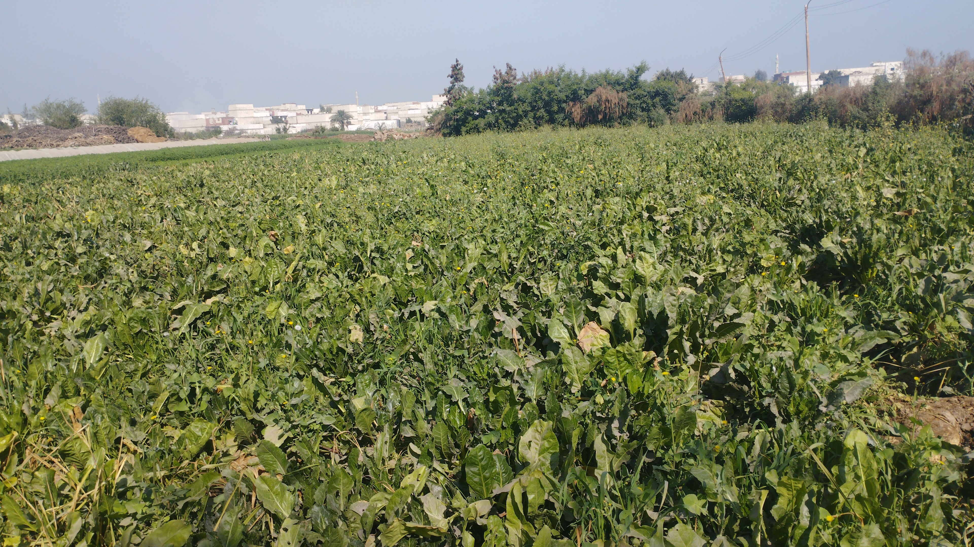 IMG_٢٠٢٣٠٣١١_٠٩١٨٠٧_1_2