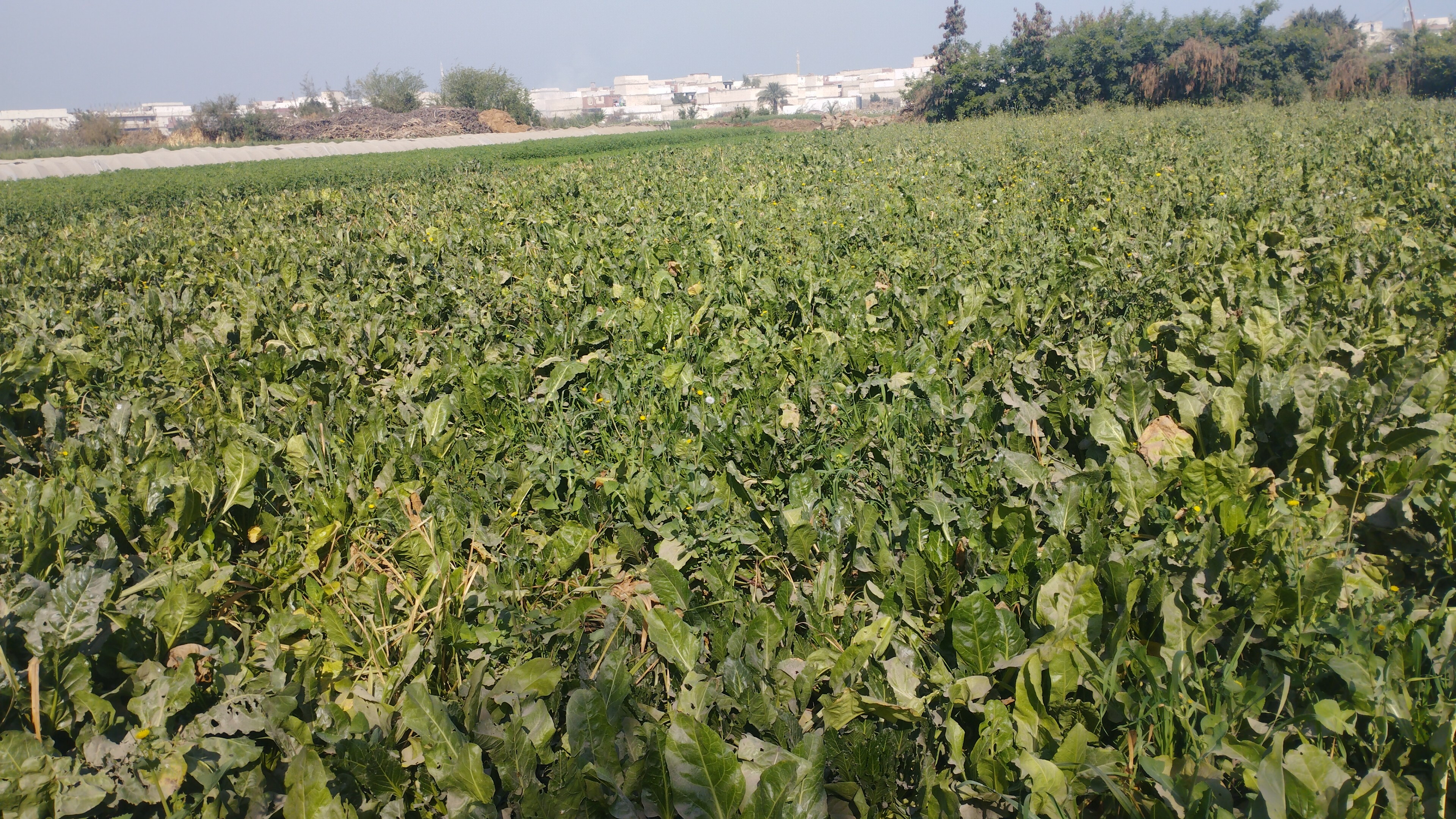 IMG_٢٠٢٣٠٣١١_٠٩١٨٠٨_1_1