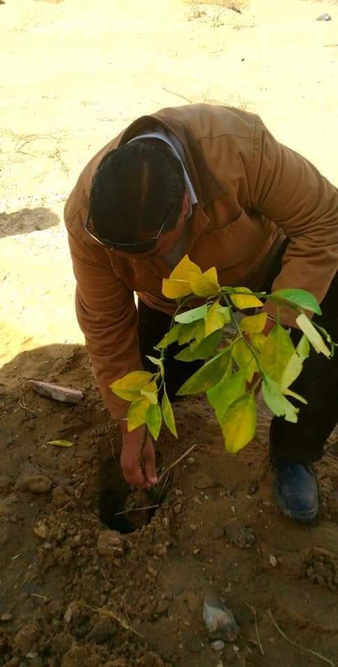 زراعة الشتلات