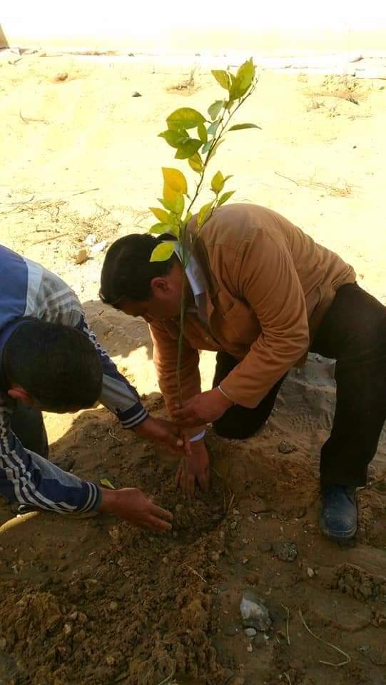 زراعة الأشجار_1