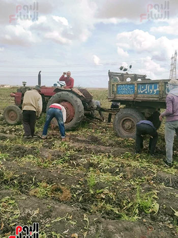 حصاد-المحصول