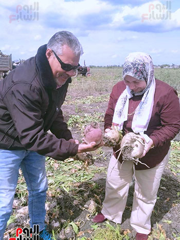 المحصول-في-بورسعيد