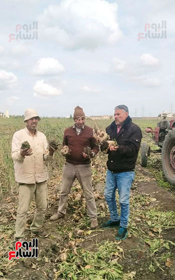 حصاد-البنجر