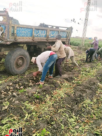 حصاد-بنجر-بورسعيد
