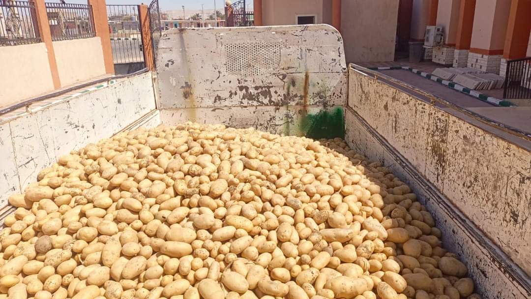 البطاطس المطروحة فى مدينة بلاط