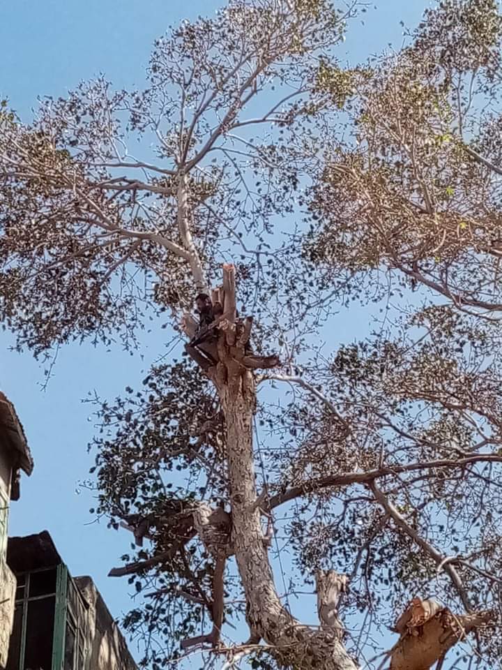 تقليم شجرة معمرة بحي وسط الاسكندرية
