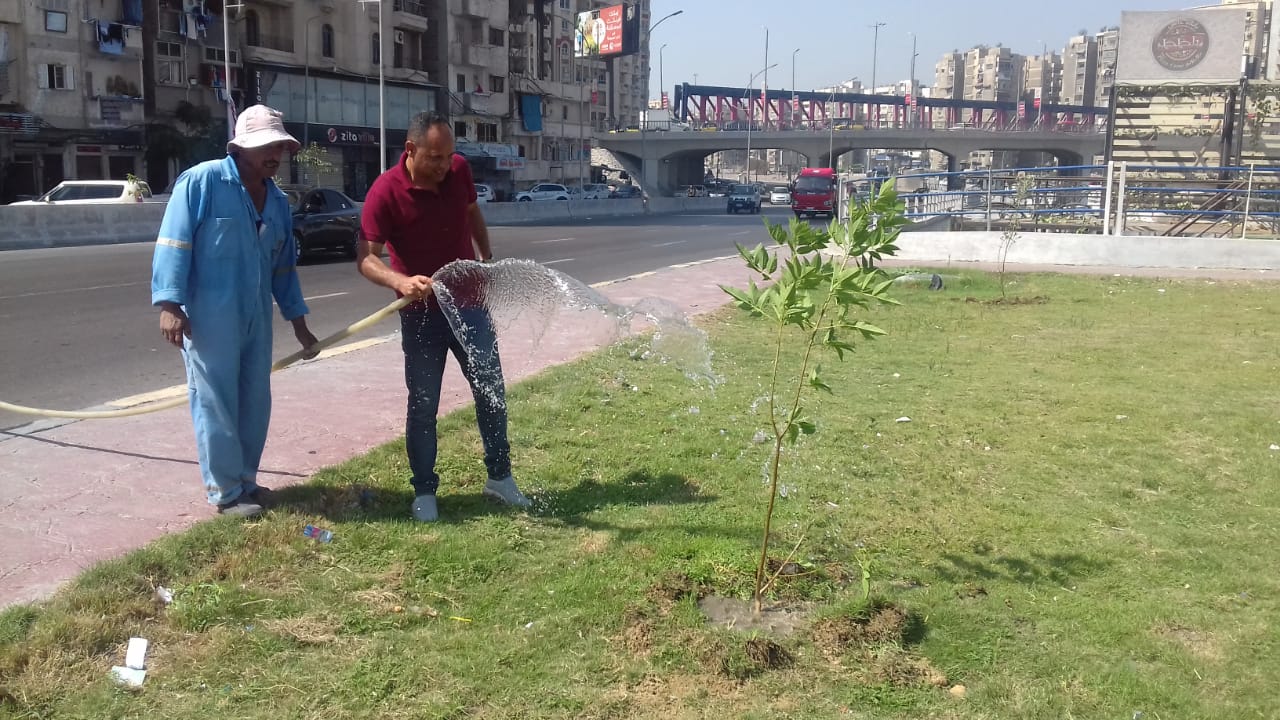 زراعة الاشجار بالمحاور الرئيسية