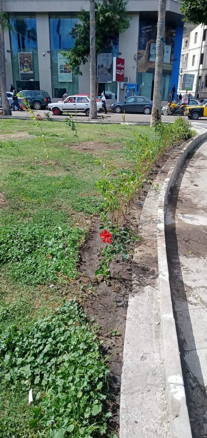 زراعة أشجار بحي وسط الاسكندرية