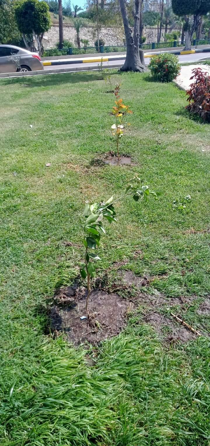 رفع كفاءة حديقة الشلالات وسط الاسكندرية