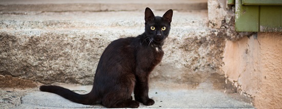 القط الأسود