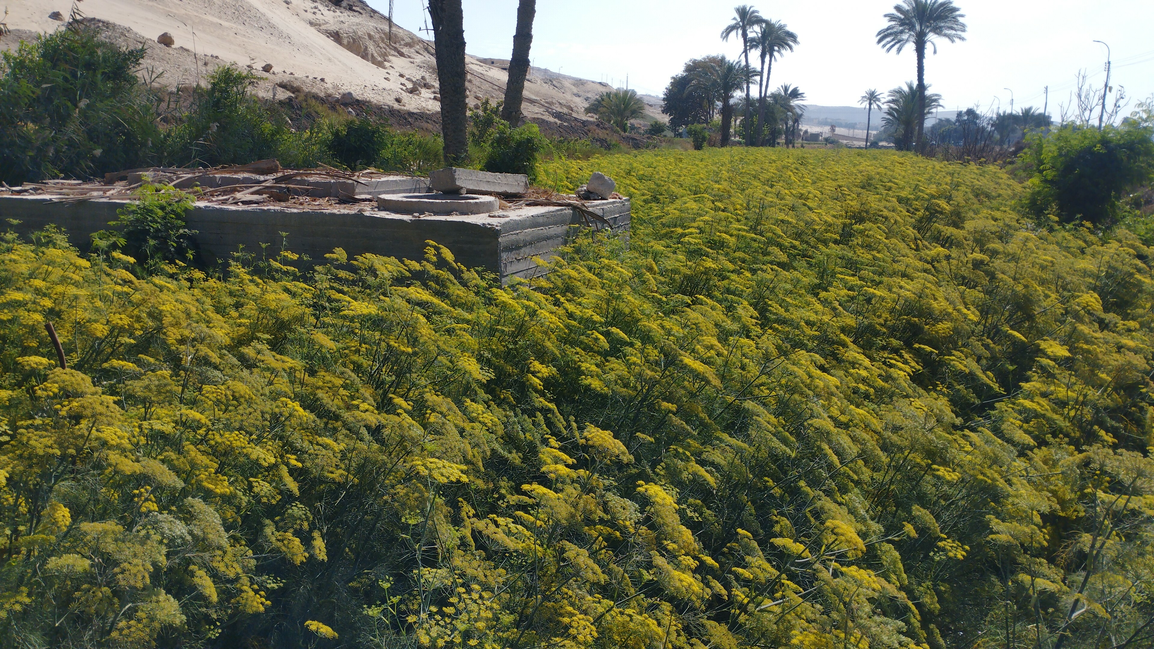 الكراوية منورة الغيطان بالمنيا (3)