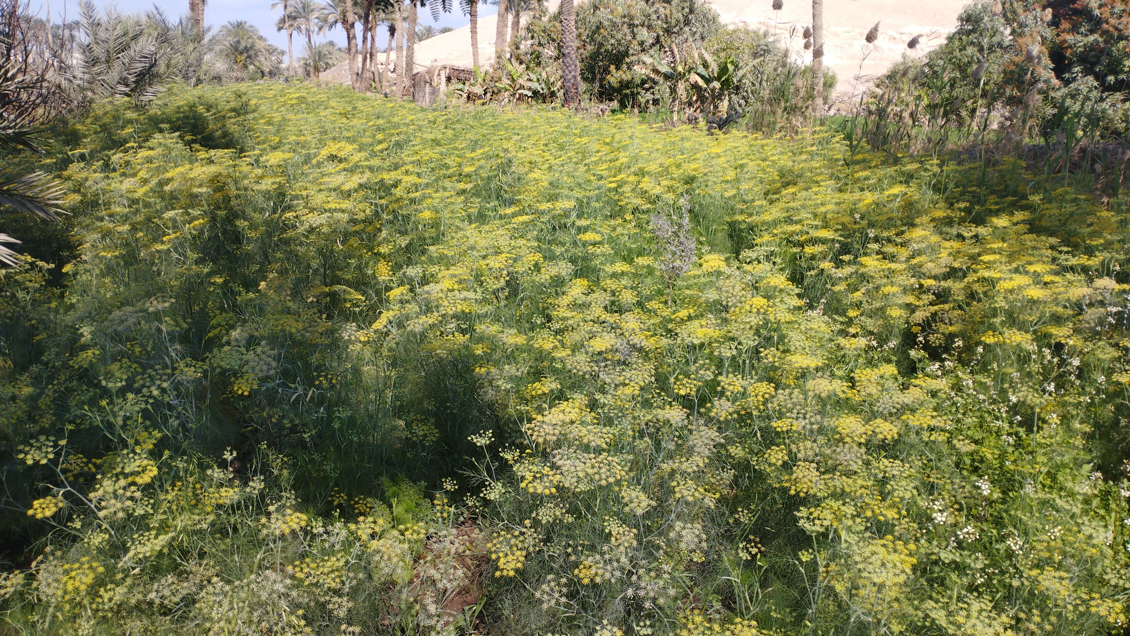 الكراوية منورة الغيطان بالمنيا (1)