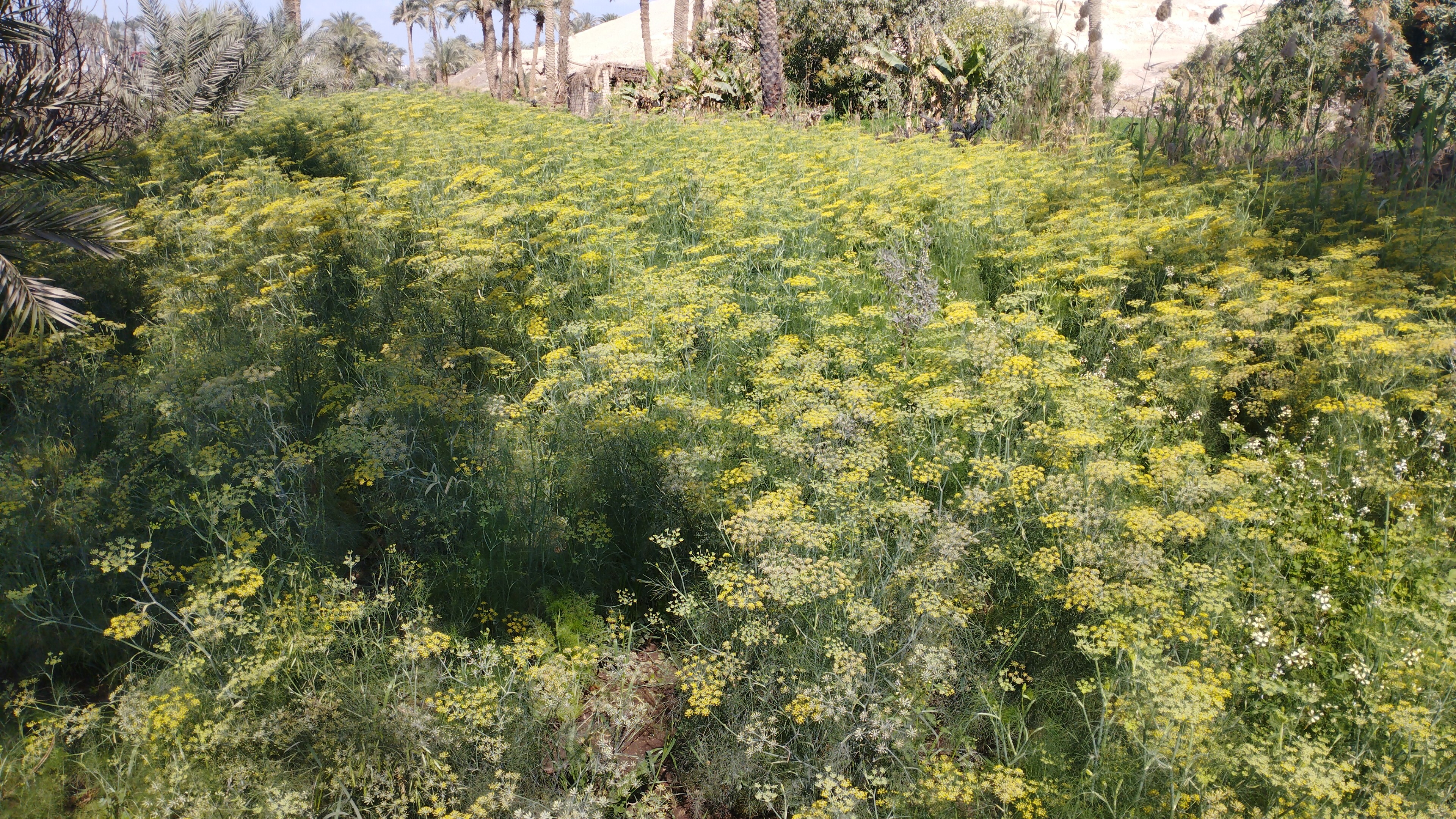 الكراوية منورة الغيطان بالمنيا (5)