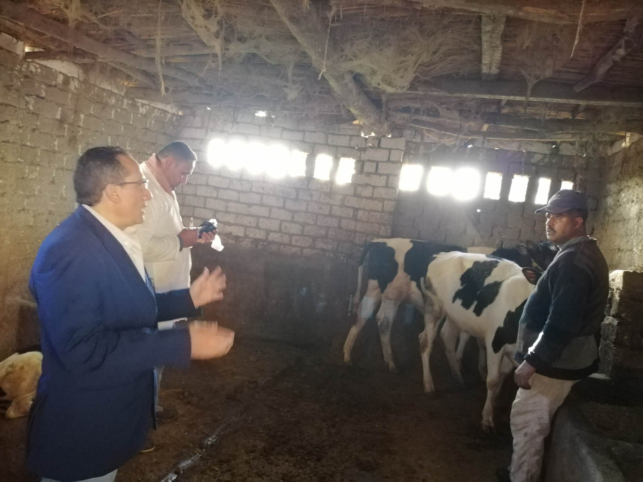 مدير عام الطب البيطري بكفر الشيخ يتابع تحصين الماشية