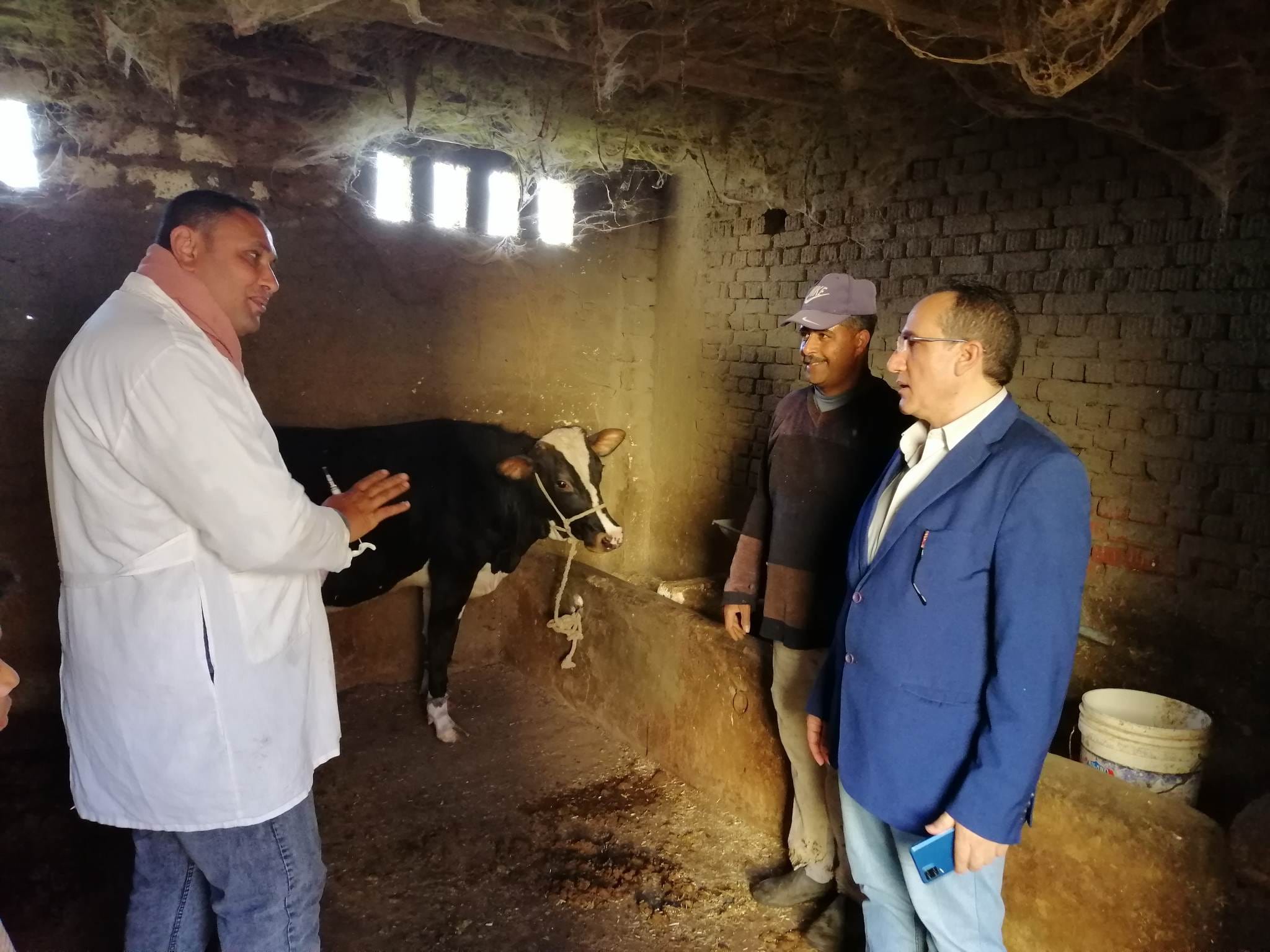 استمرار اعمال تحصين الماشية بكفر الشيخ