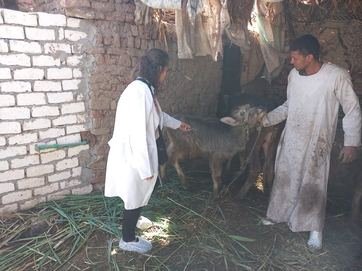 بيطرى الأقصر تنجح فى تحصين 26 ألف و550 رأس حيوان بيطرى الأقصر تنجح فى تحصين 26 ألف و550 رأس حيوان