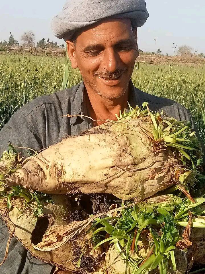 فرحة المزراعين بحصاد محصول البنجر بغيطان منشأة أبو عمر بالشرقية (3)