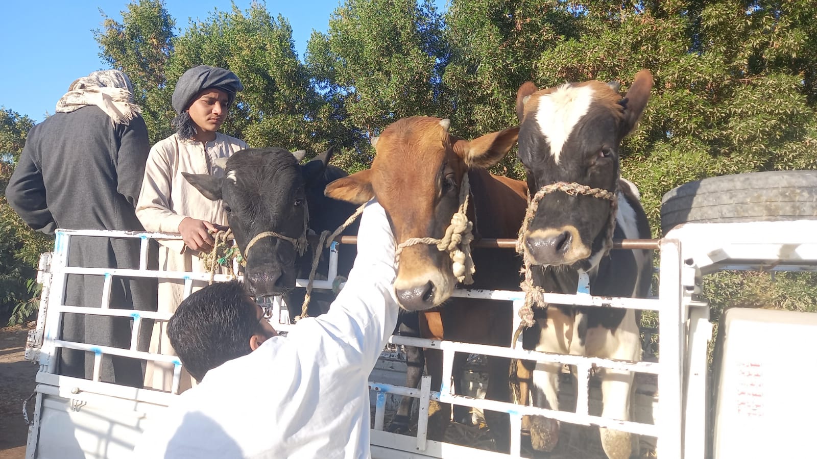 جانب من تحصين الماشية فى الأسواق جانب من تحصين الماشية فى الأسواق