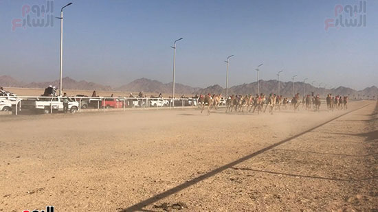 سباق-الهجن-التنشيطية-بمشاركة-هجانه-المحافظات--(3)