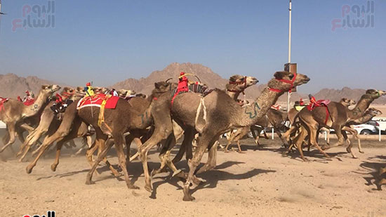 بطولة-سباق-الهجن-التنشيطية--(2)