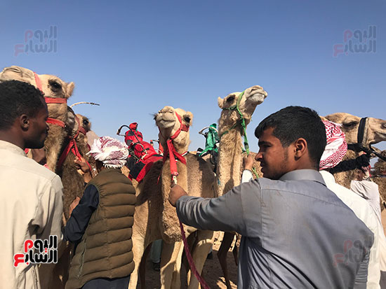 بطولة-سباق-الهجن-التنشيطية--(3)