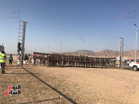 سباق-الهجن-التنشيطية-بمشاركة-هجانه-المحافظات--(2)