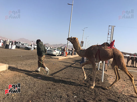 بطولة-سباق-الهجن-التنشيطية--(1)