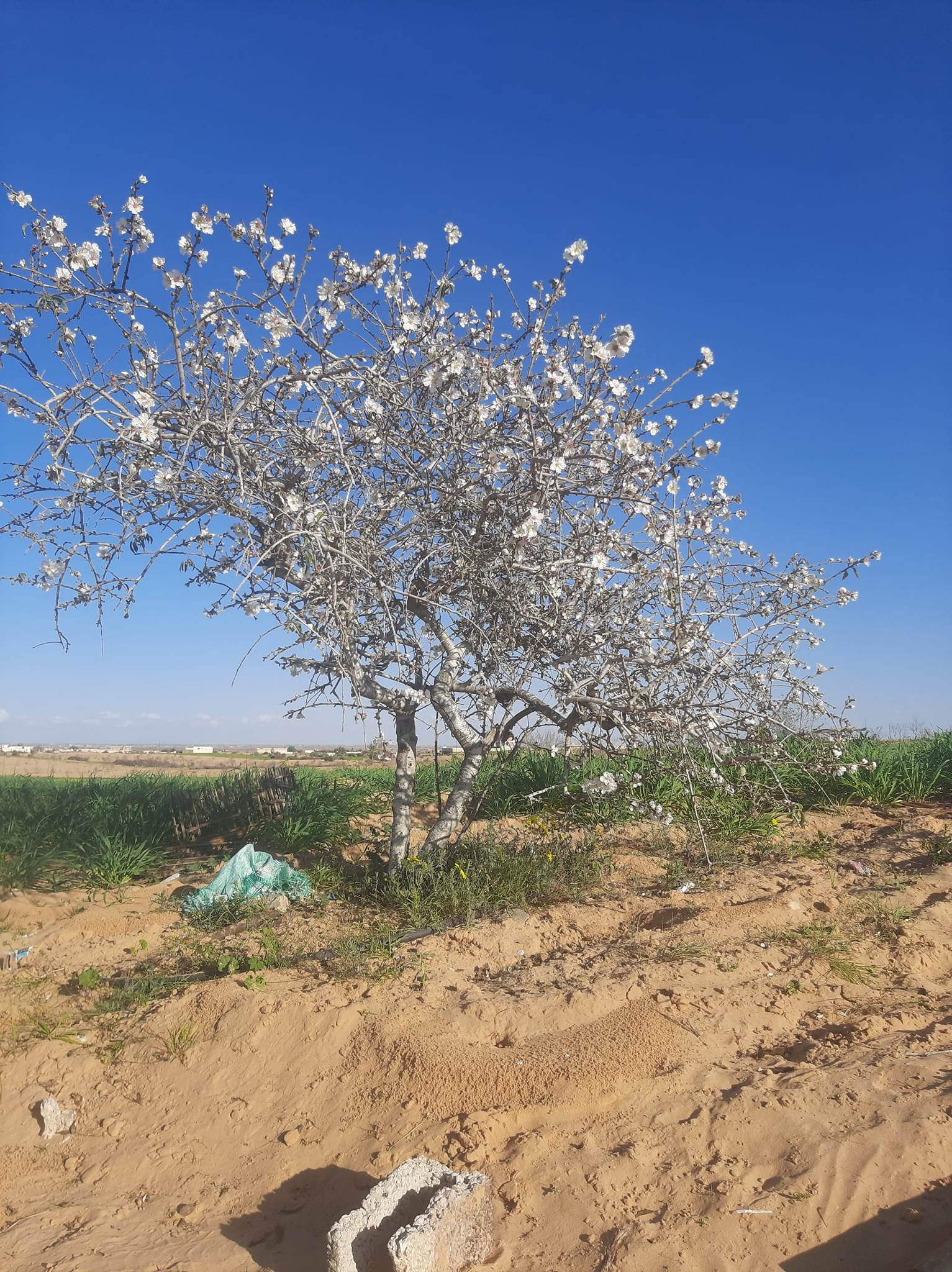 اشجار  اللوز بزهرها الابيض بقرية الظهير
