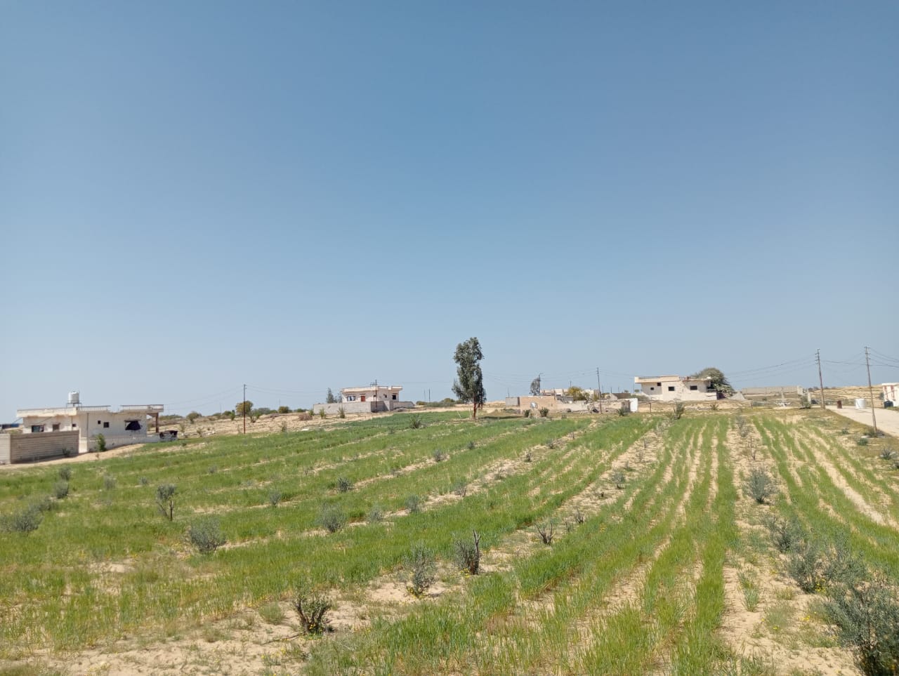 مساحات زراعية بقرية ابو العراج