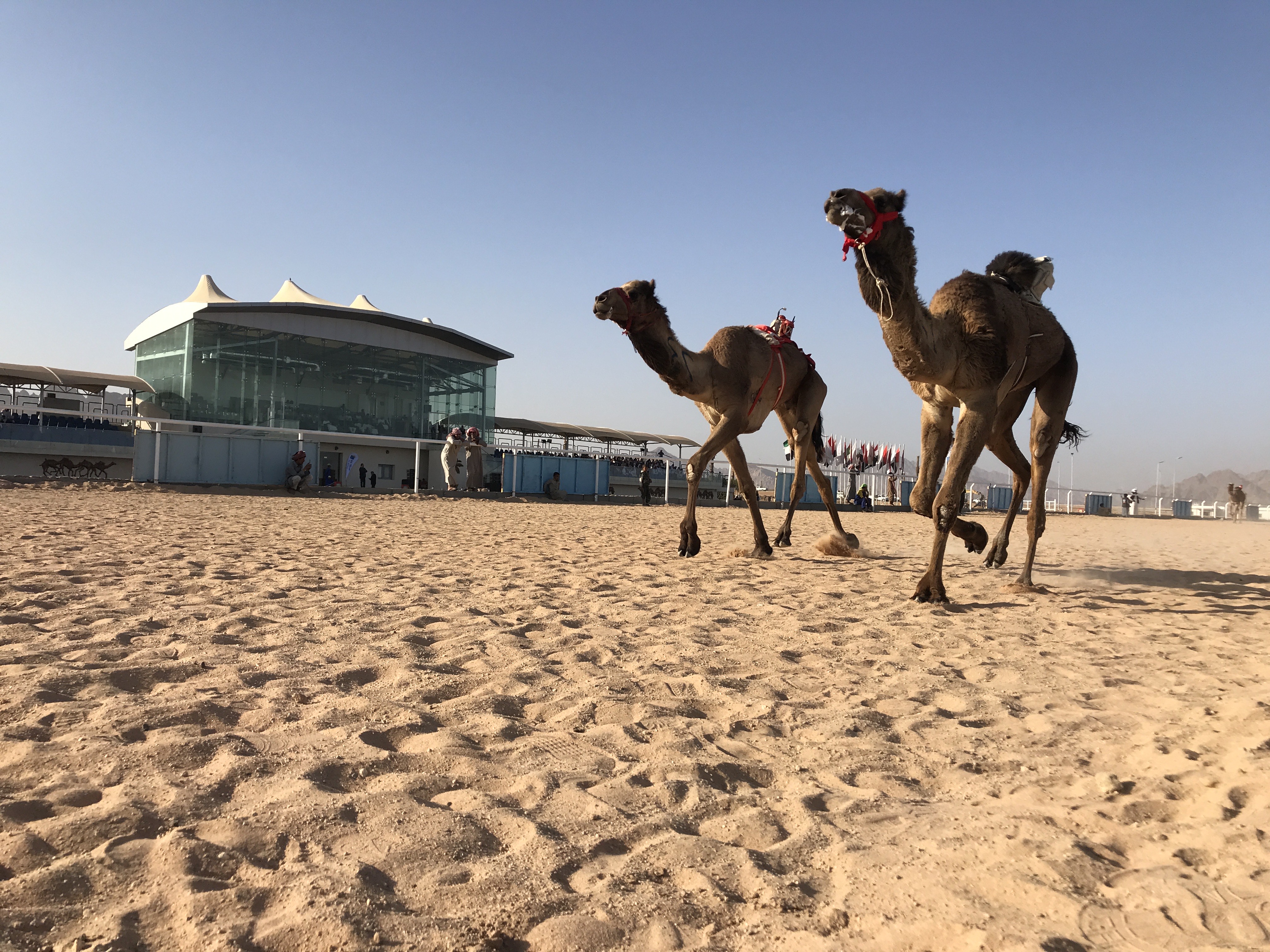 انطلاق فعاليات ثانى أيام سباق الهجن التنشيطى بشرم الشيخ – محافظات