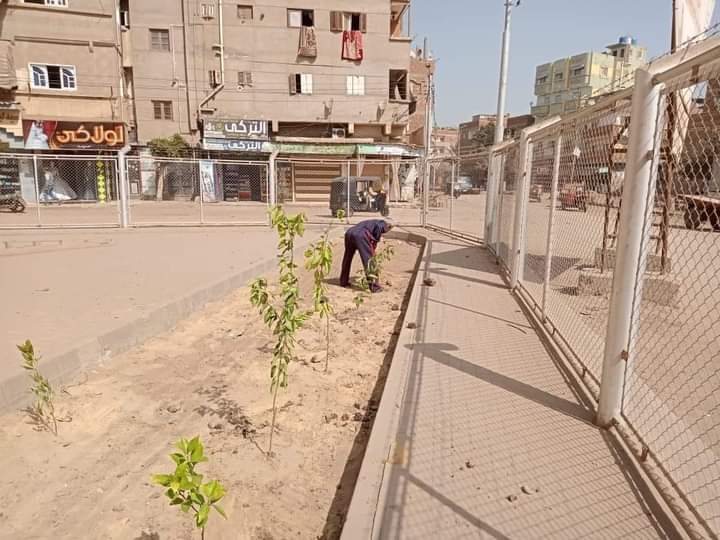 جانب من زراعة الأشجار (3)