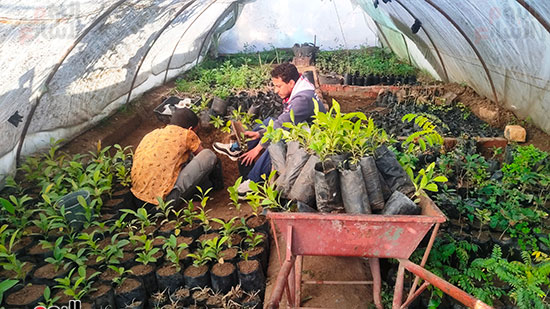 الفاكهة-الأسيوى-(2)