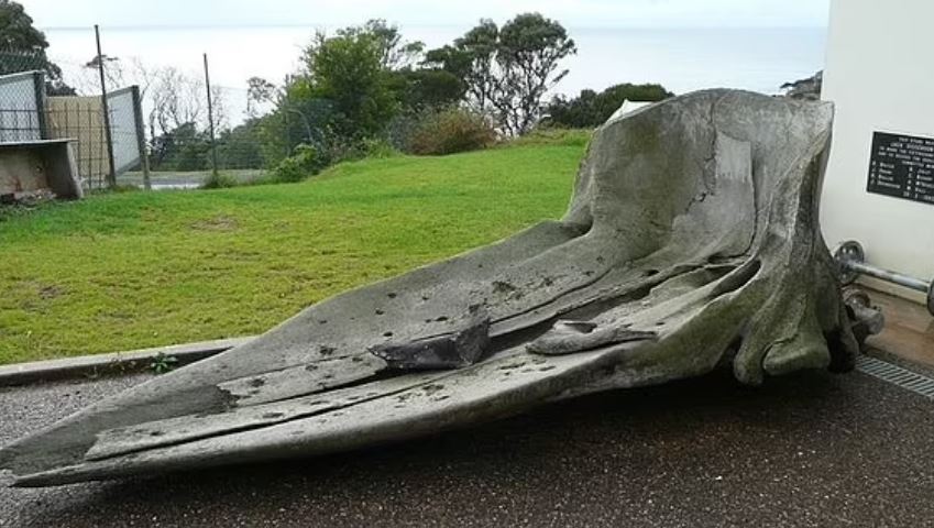 طول جمجمة الحوت