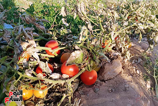 محصول-الطماطم-فى-الأرض-قبل-الحصاد