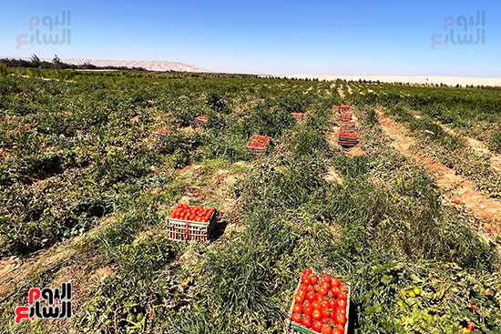 إنتاجية-مميزة-من-مزارع-جبال-غرب-الأقصر-للطماطم