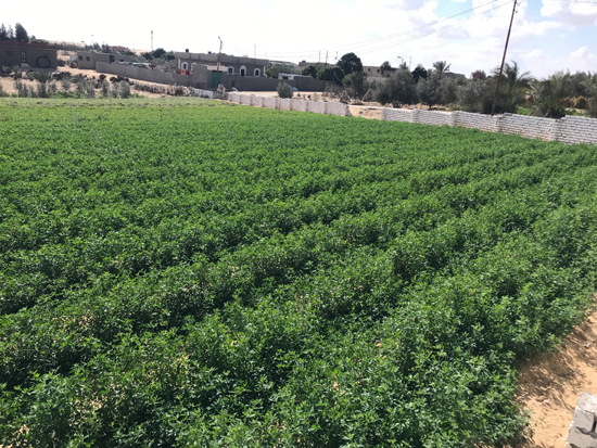 سليم سلمى عامر من أبناء شمال سيناء (1)