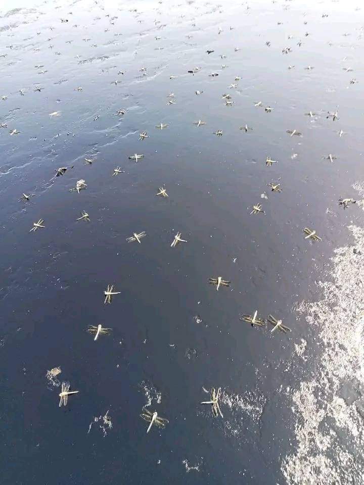 حشرة الرعاش بالطريق الساحلي حشرة الرعاش بالطريق الساحلي