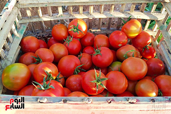 الطماطم-منورة-فى-مزارع-جبال-إسنا