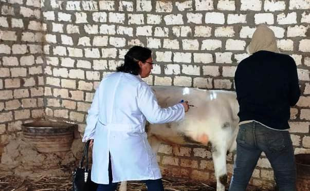 تحصين الثروة الحيوانية ضد الحمى القلاعية (2)