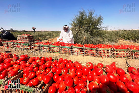 المزارعين-خلال-العمل-بحصاد-الطماطم