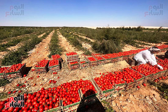 حصاد-الطماطم-بصورة-يومية-فى-مزارع-جبال-الأقصر