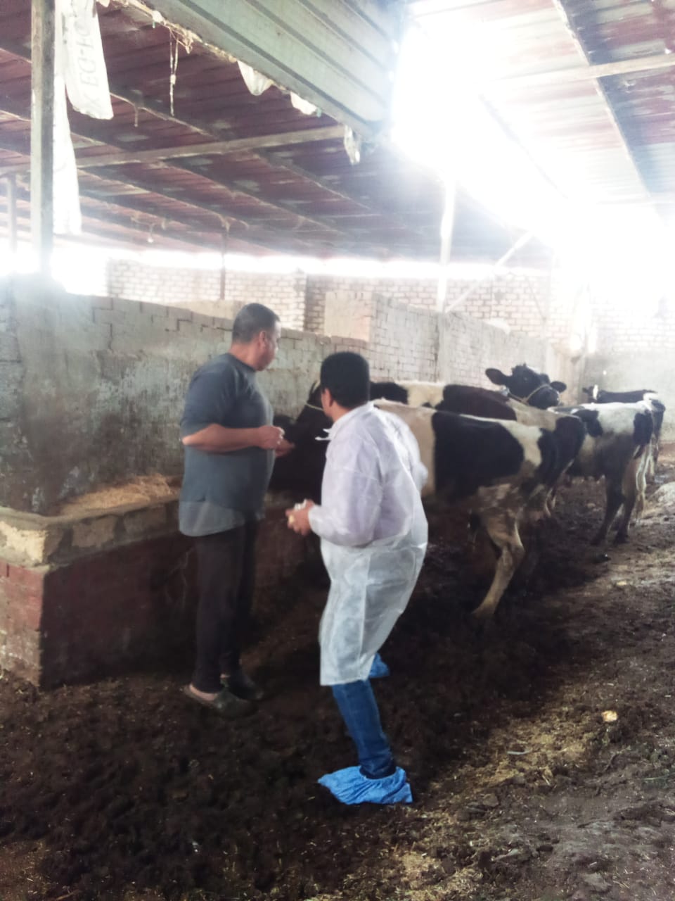 تحصين نحو 145 ألف رأس ماشية  وأغنام ضد مرضي الحمى القلاعية (2)