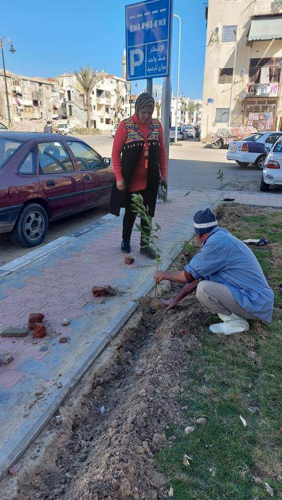 زراعة الأشجار بشوارع بورسعيد