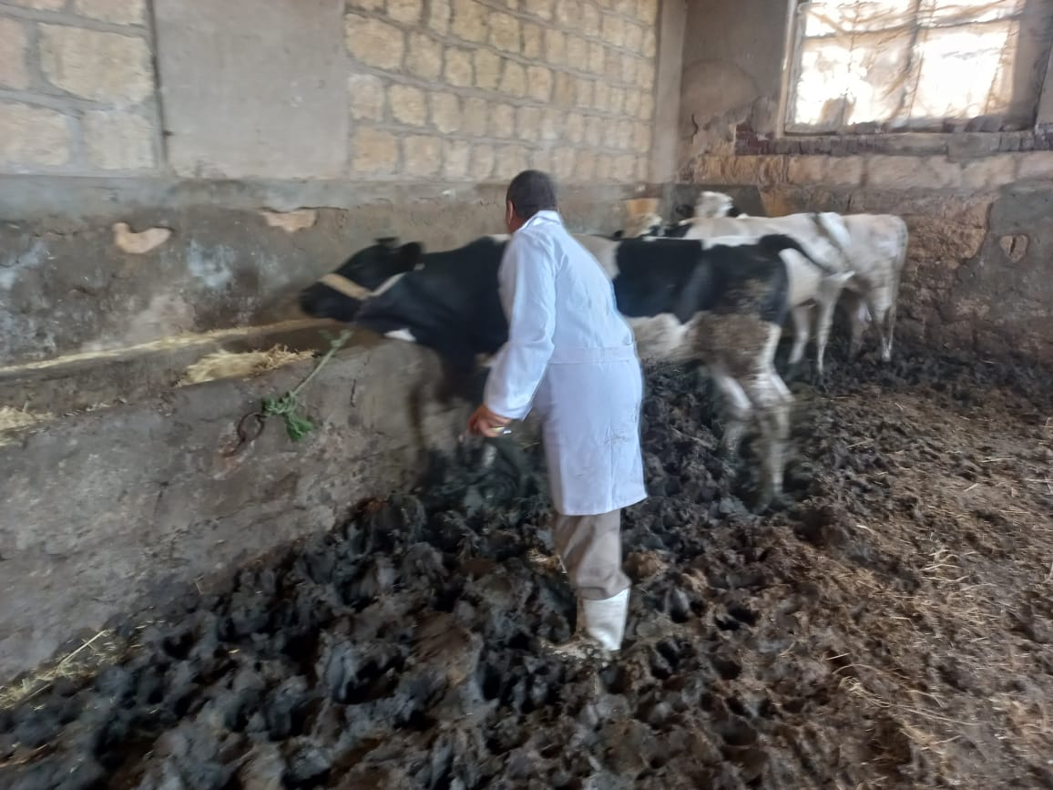 تحصين نحو 145 ألف رأس ماشية  وأغنام ضد مرضي الحمى القلاعية (1)