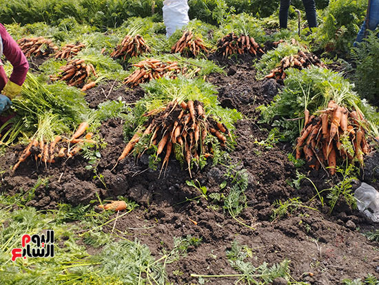 موسم-حصاد-الجزر-بغيطان-الشرقية-(18)