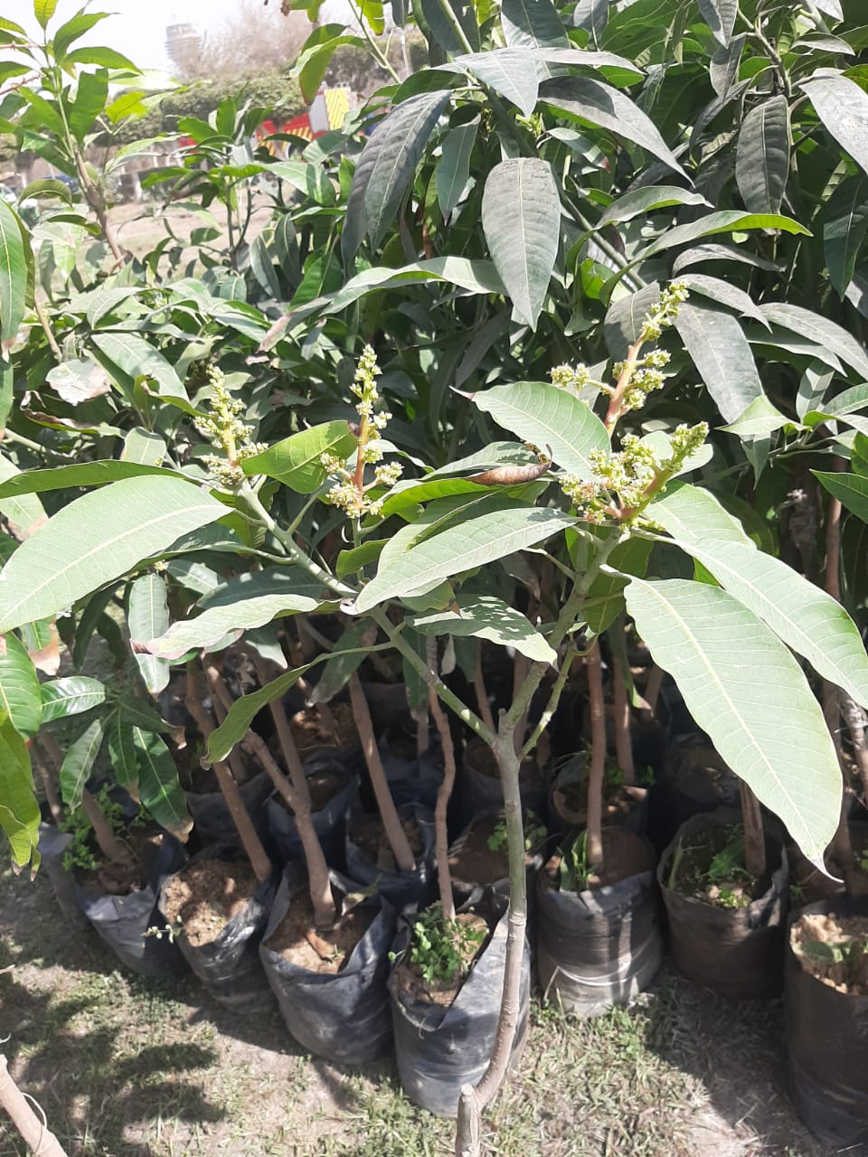 حديقة للأشجار المثمرة بجامعة حلوان (2)